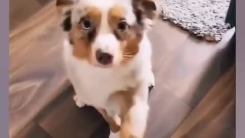 Funny dog videos