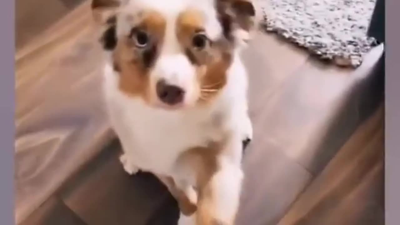 Funny dog videos