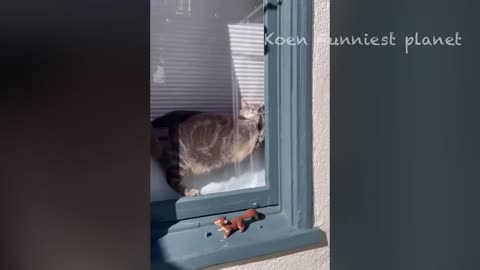 Funniest ANIMAL Videos 2025 will make you LAUGH SO HARD 😂