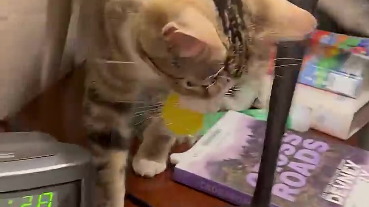 😹 cat has the funniest way of asking for attention!