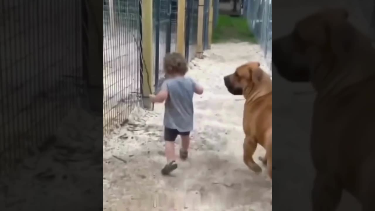 A selection of funny moments with animal #31