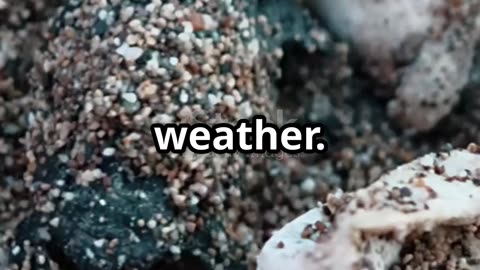 From Egg to River – The Perilous Life Journey of a River Turtle 🐢🌊