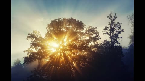 Peaceful Wind Through Leaves | 8 Hours of Calming Leaf Rustling for Sleep, Relaxation and Meditation