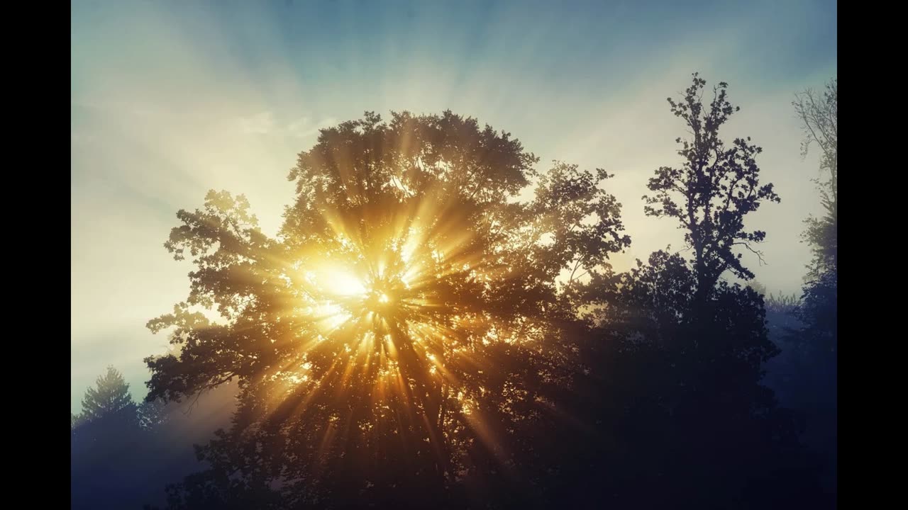Peaceful Wind Through Leaves | 8 Hours of Calming Leaf Rustling for Sleep, Relaxation and Meditation