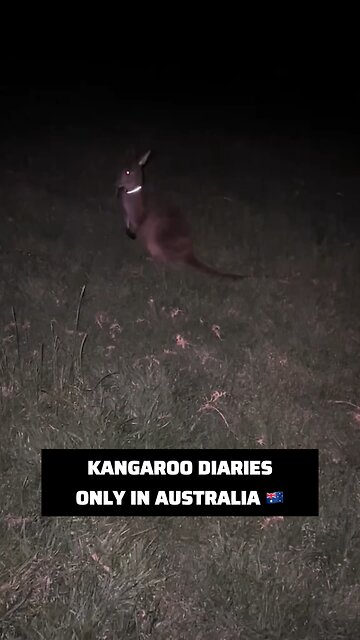 Kangaroo diaries only in Australia 🇦🇺