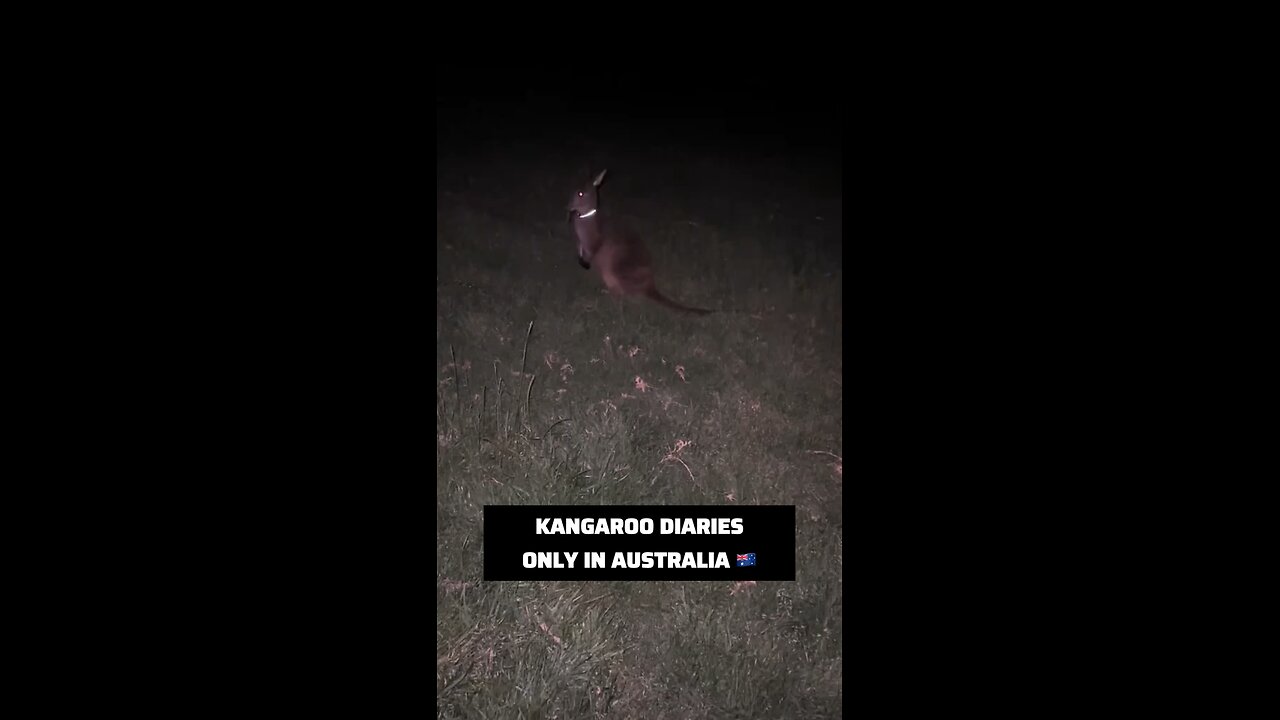 Kangaroo diaries only in Australia 🇦🇺