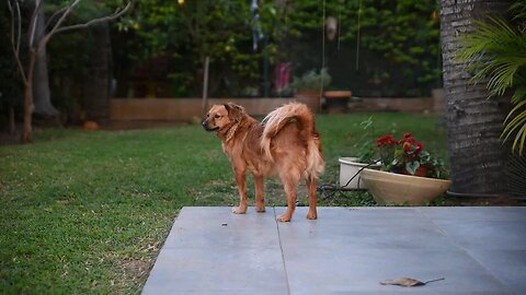 "Beautiful Golden Retriever Enjoying the Garden"