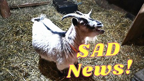 SAD News ABout Our LIittle GOAT !