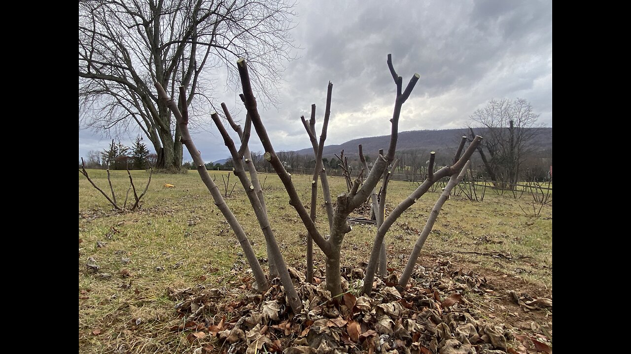 How to Prune Fig Trees