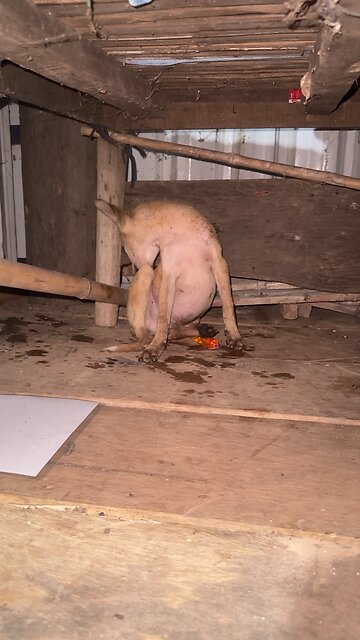 Rescued Puppy Found Hiding Under the House 😢 #shorts #Dogcute