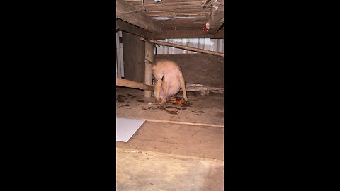 Rescued Puppy Found Hiding Under the House 😢 #shorts #Dogcute