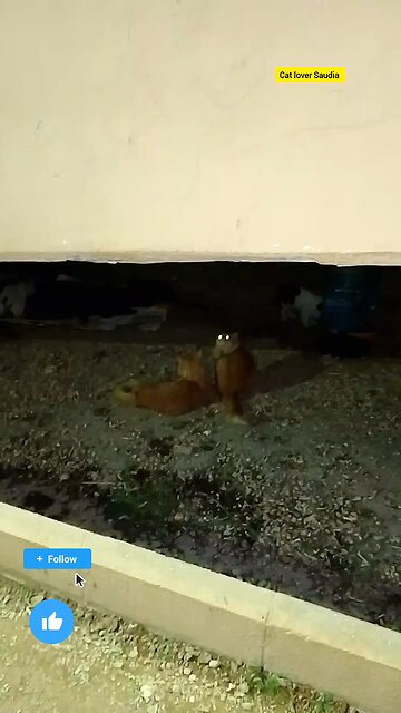 The Cat new video in saudia arbia Garden everyone like the fan