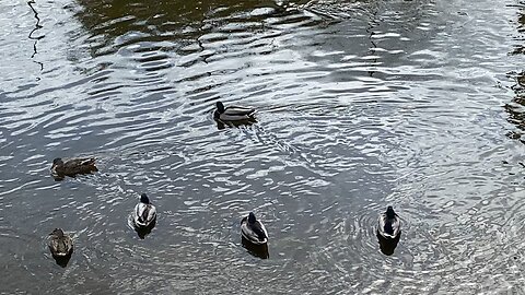 I’m recording Mallard Ducks 🦆 Today October 13 2025
