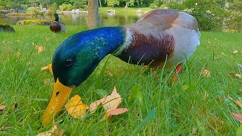 Hungry Mallard Duck Alpha Drake Having a Bit of Oats