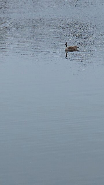 Ducks Hanging With Geese