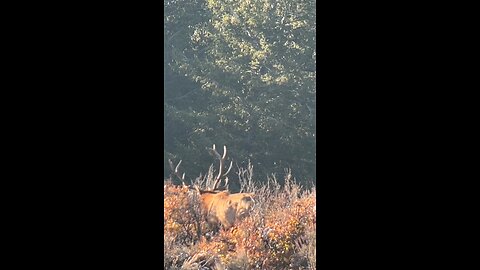 Bull Elk