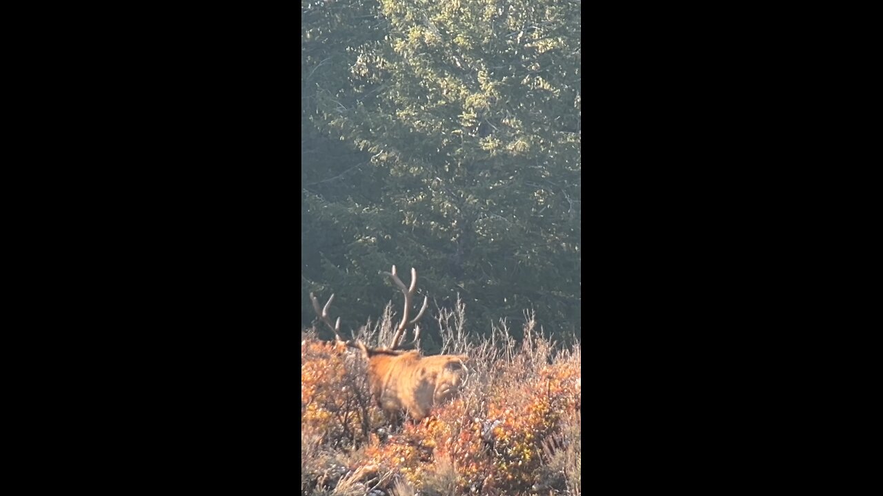 Bull Elk