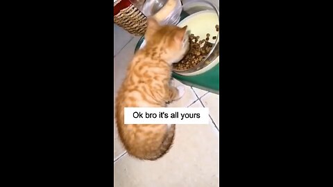 Various clips about cats eating in a funny way🤣🤣🤣