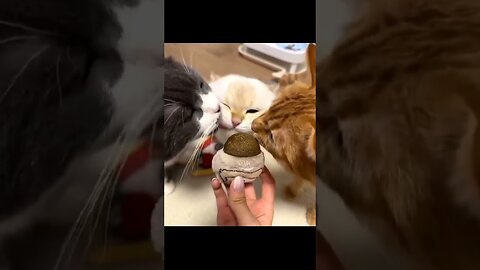 funny Cats dubing