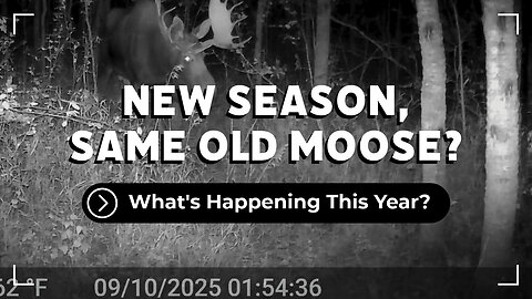 New Season, Same Moose?