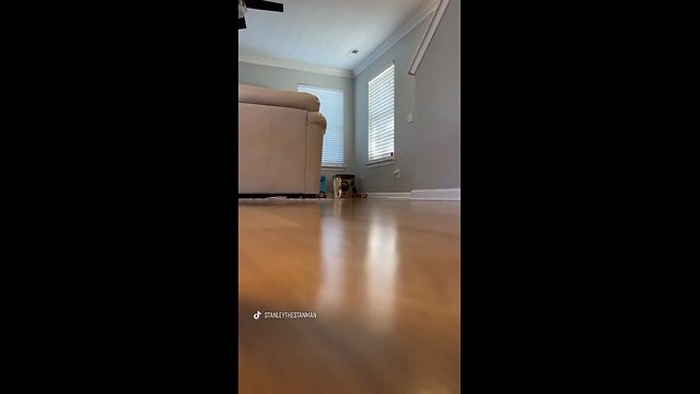 Viral Cat Dancing
