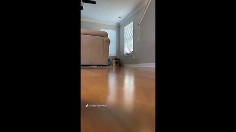 Viral Cat Dancing