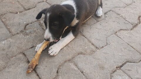 Puppy struggles with bone