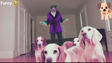 Dogs amazing moment video