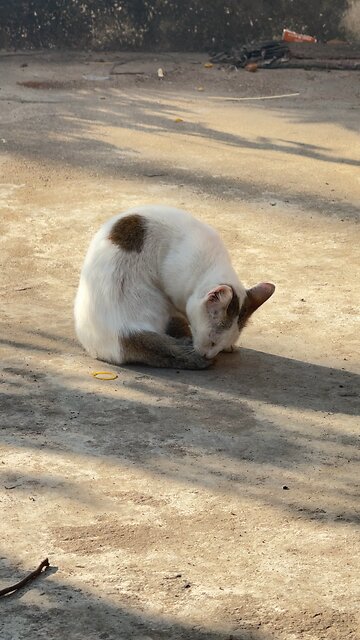 Stray Cat’s Calm Afternoon | Cute Street Cat Moments