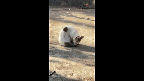 Stray Cat’s Calm Afternoon | Cute Street Cat Moments