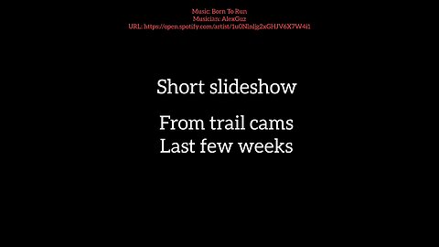 short trailcam slideshow