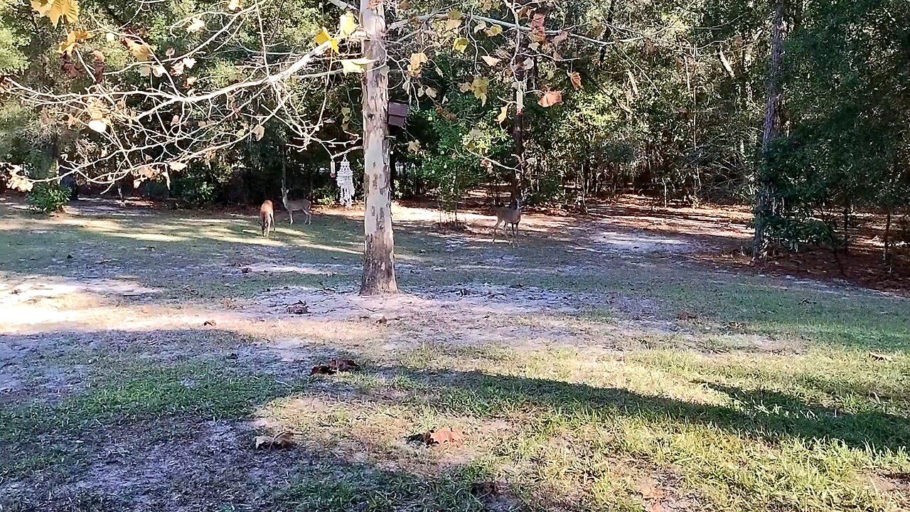 More Florida Deer in Nov 2025