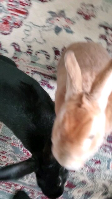 Valentine's treats for Harley and Remus