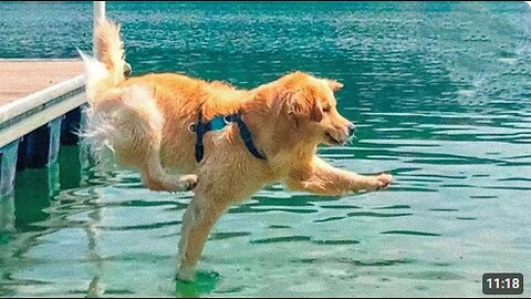 Funniest Golden Retrievers of All Time 🤣 Dogs That Make You Laugh