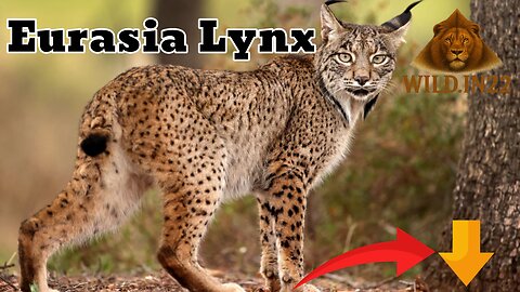 Eurasian Lynx | The Ghost Cat of Northern Wilderness |Rare animal sighting in India