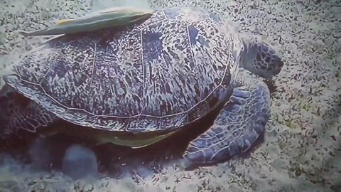 SEIKO MODs , Wich one do you prefer ?