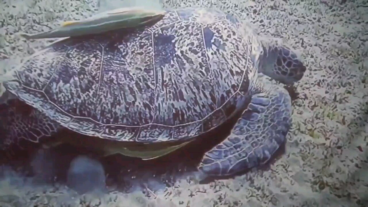 SEIKO MODs , Wich one do you prefer ?