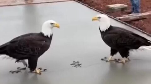 No Lunch Todays Boys...LOL