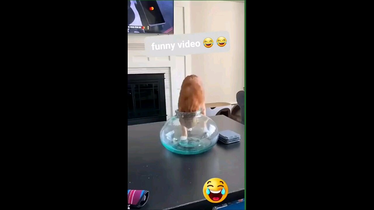 funny cat 🐈 😻 🐈‍⬛️