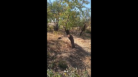 نامردی آدمیزاد