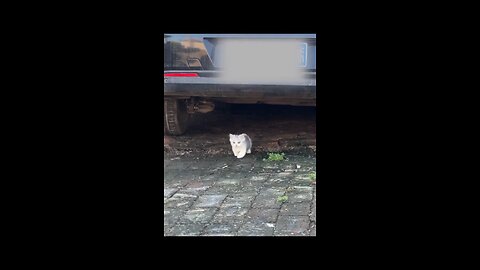 cat cute 🥰😺😺😺😺😺🥰