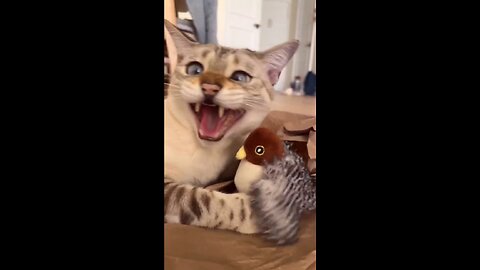 A real predator!