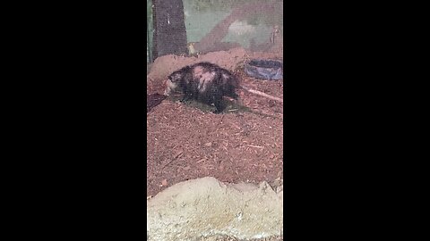 Virginia Opossum #opossum #trending #shorts #followme #viral