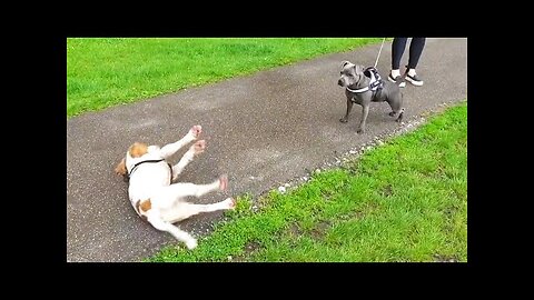 Dog Gets Too Excited And Passes Out