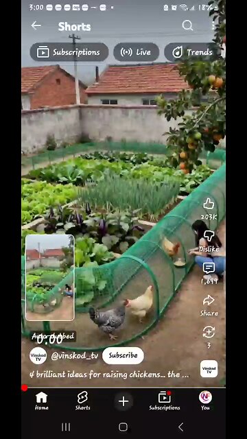 Genius Invention From People Who Own Chickens🐓