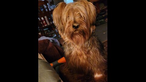 Chewy has "Accident" and Batman Tattles on Him #funnydogs #yorkies