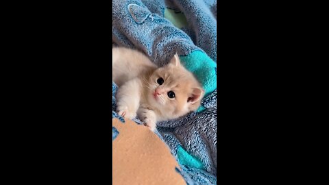 cute cat enjoying in the bed