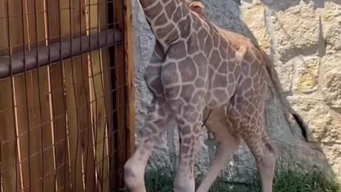 🦒 Cool moments with giraffes