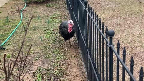 Is Allan as Dumb as a Guinea?