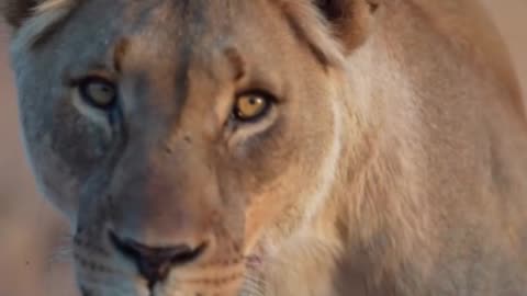 #jungle #lion #river #discovery #wildlife